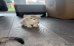 Mixed Breed cats for sale: 2 Gorgeous tabby boys left! - Advert 4