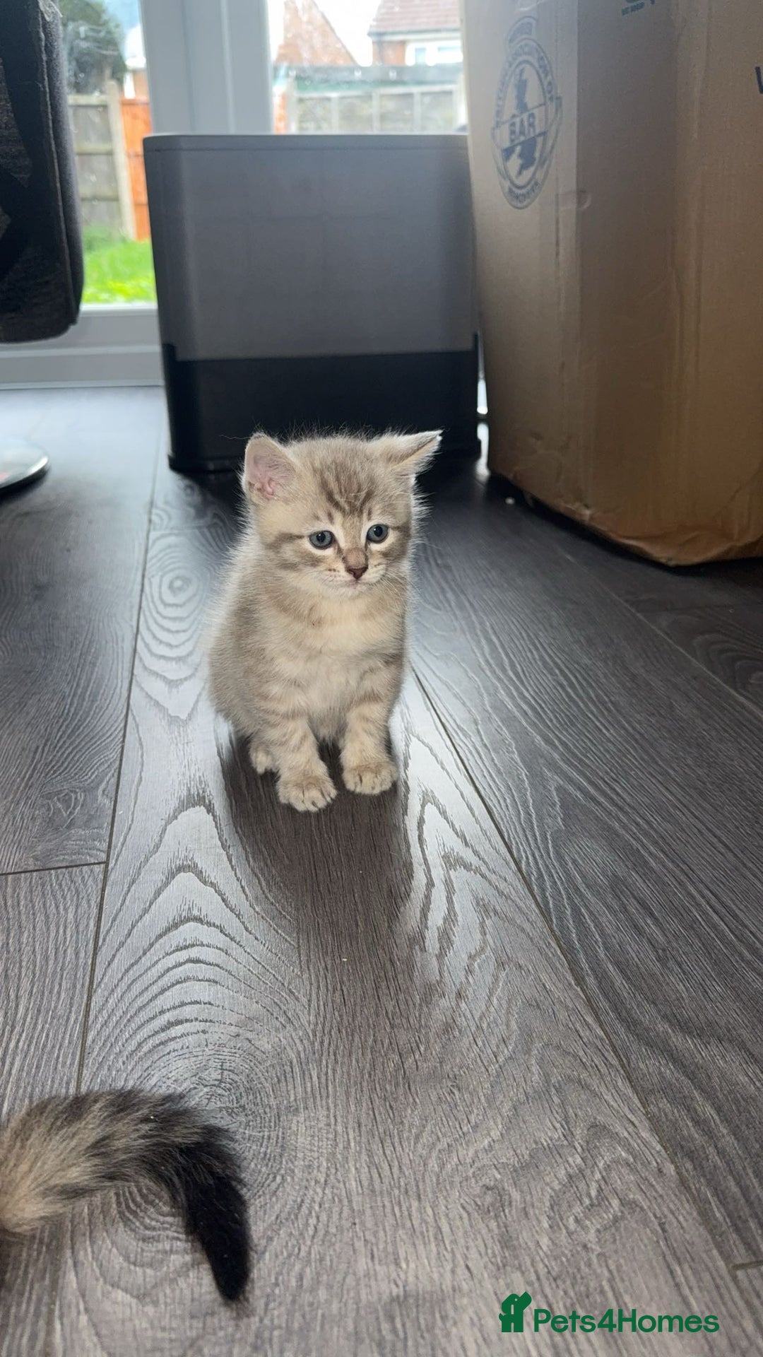 Mixed Breed cats for sale: 2 Gorgeous tabby boys left! - Advert 4