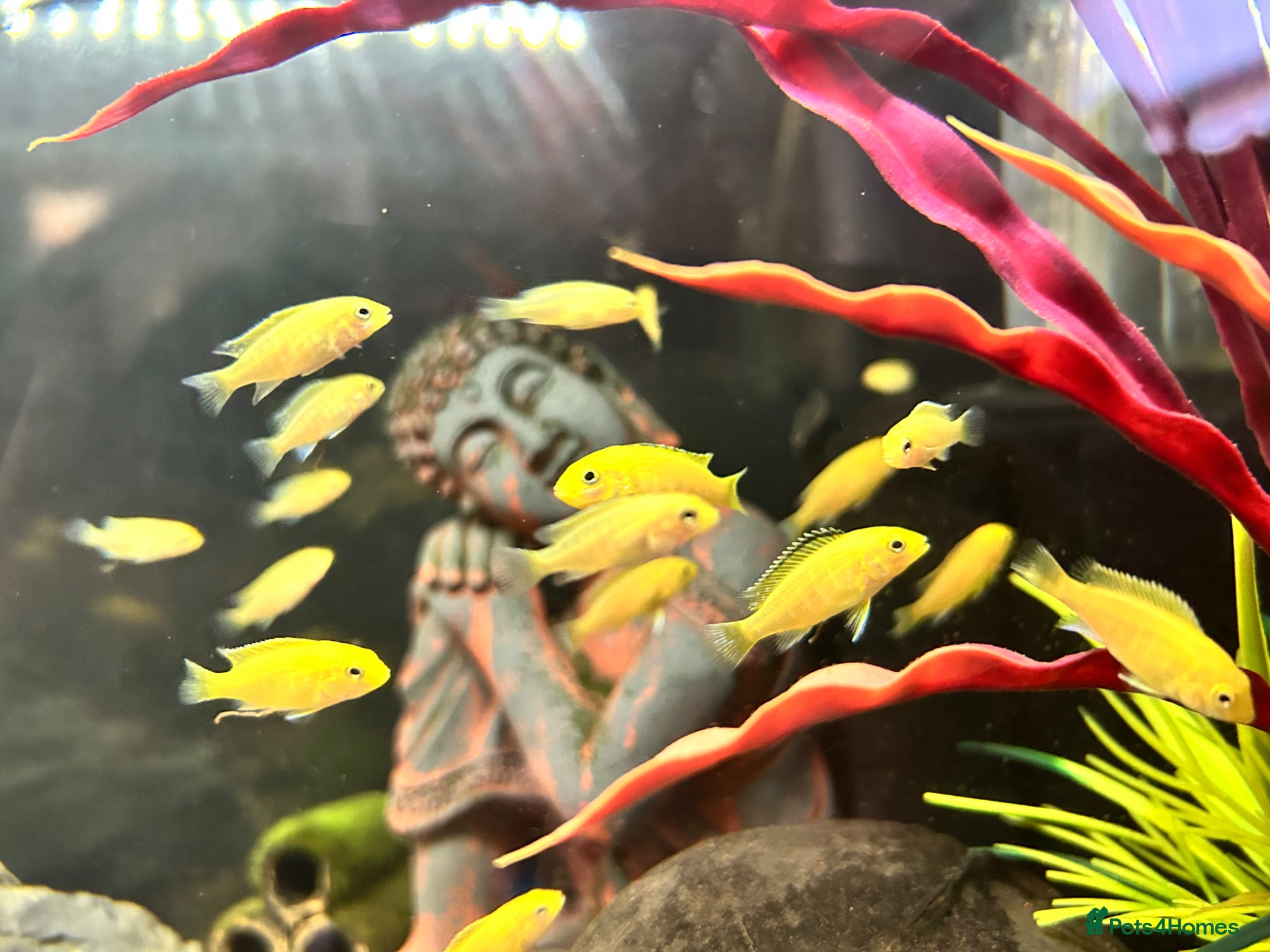 Cichlids fish Juvenile Yellow Lab Cichlids - Advert 13