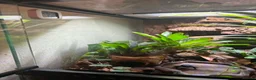 Frog reptiles for sale: Adult Female Blue Poison Dart Frog  in Watford - Advert 3