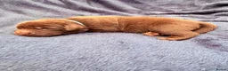 Labrador Retriever dogs for sale: Chocolate Labrador Puppies in Spalding - Advert 4
