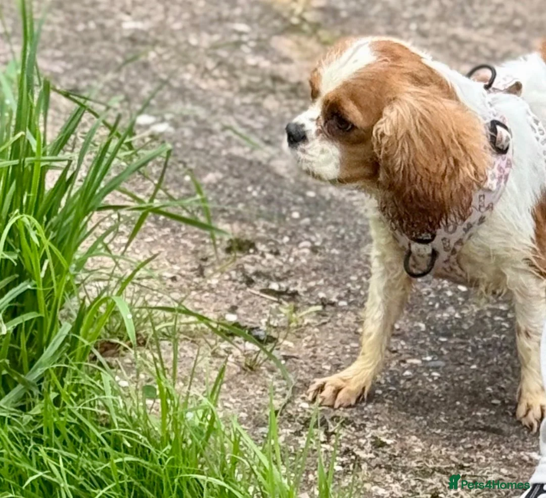 Cavalier King Charles Spaniel dogs for sale: Stunning KC Bitch - Advert 5