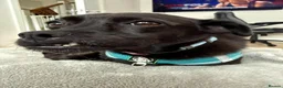 Mixed Breed dogs for adoption: Beautiful Onyx will be 5 in December in Newcastle upon Tyne - Advert 3