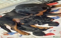 Mixed Breed dogs for sale: Rottador puppies for sale - Image 1
