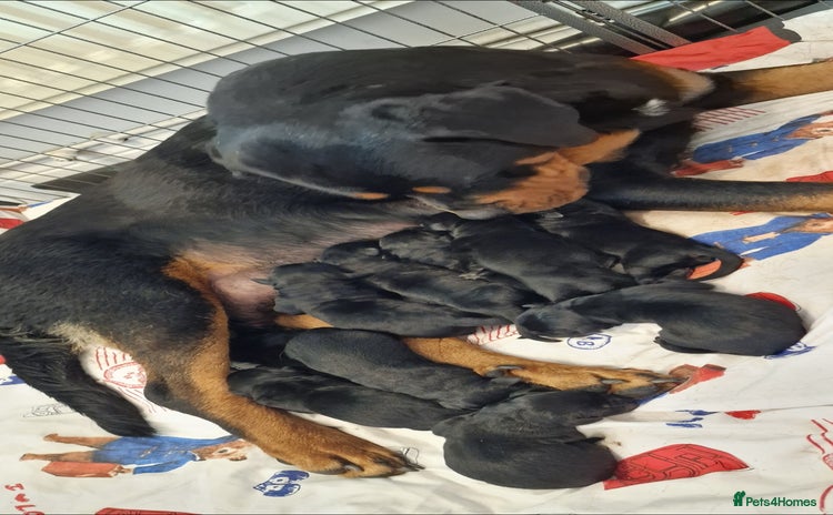 Mixed Breed dogs - Advert 14