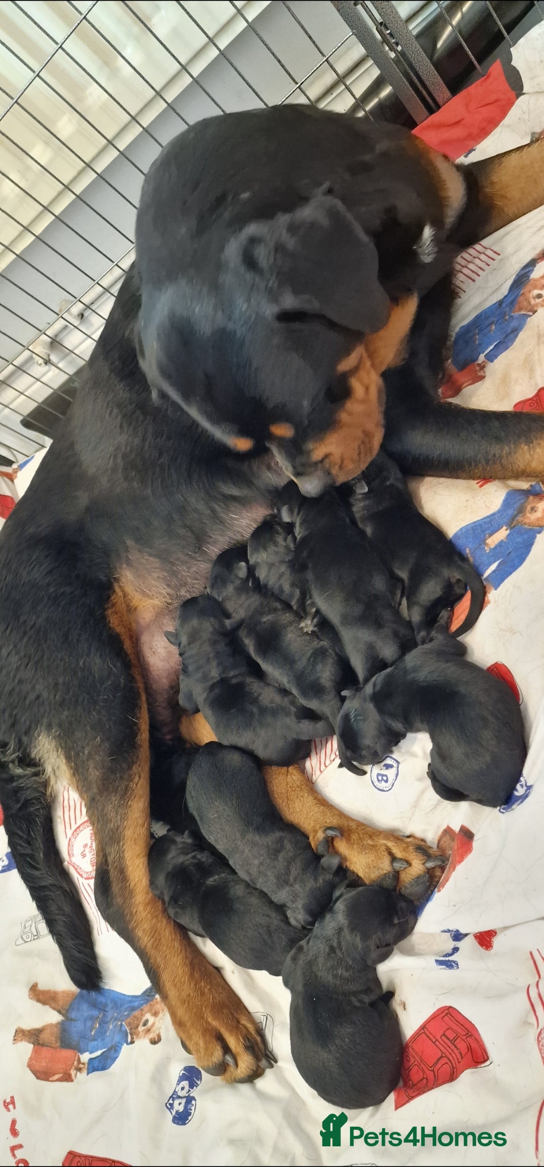 Mixed Breed dogs for sale: Rottador puppies for sale - Image 1
