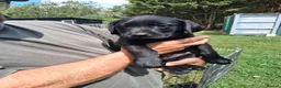 Labrador Retriever dogs for sale: Beautiful litter of puppies for sale - Advert 6