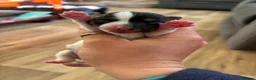 Jack Russell dogs for sale: Beautiful litter of jack Russell’s  - Advert 5