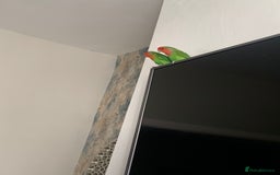 Lovebirds birds for sale: Bonded lovebirds pair  - Image 3