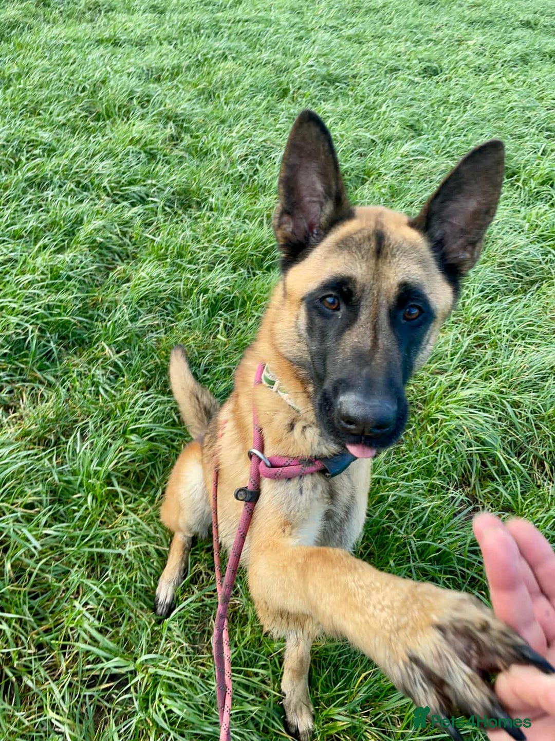 Mixed Breed dogs for adoption: Handsome CEDRIC - Advert 3