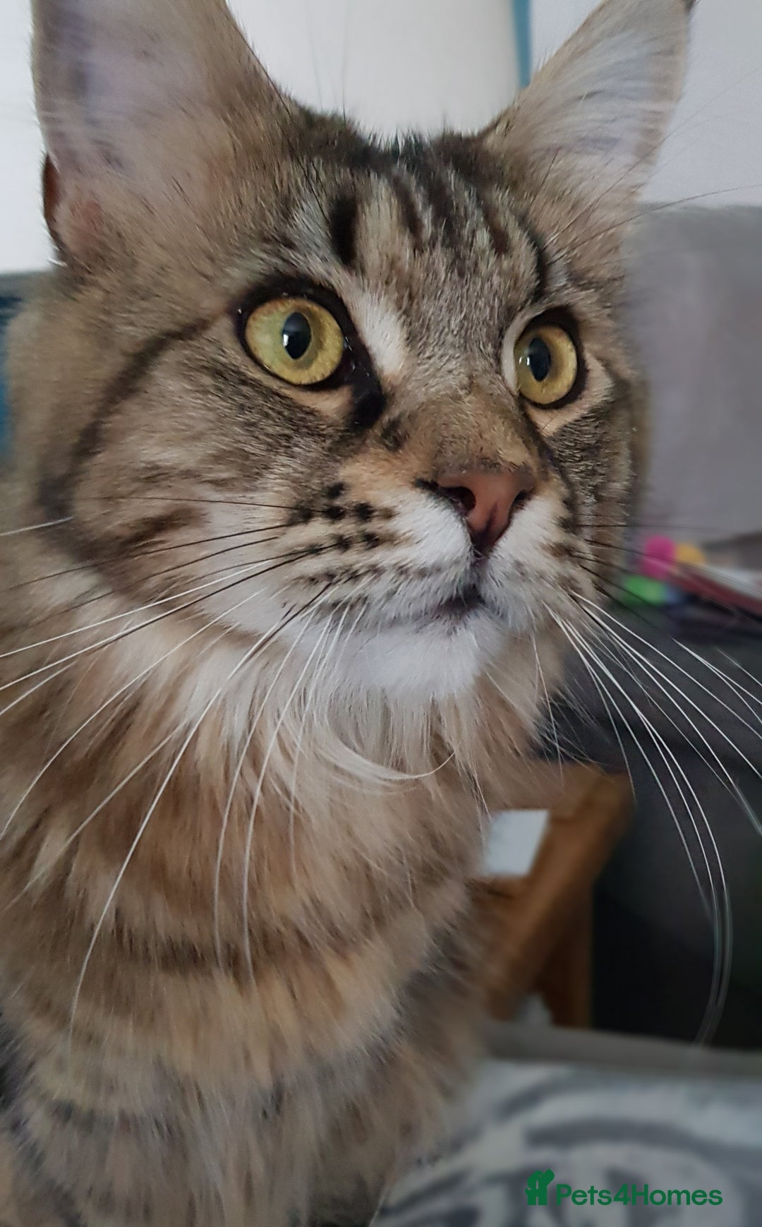 Maine Coon cats for sale: 2 female maine coons for rehoming  - Advert 4