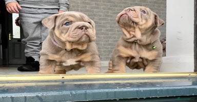 English Bulldog dogs - Advert 7