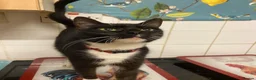Mixed Breed cats for sale: Grey Marble Tabby Boy  in Harrow - Advert 2