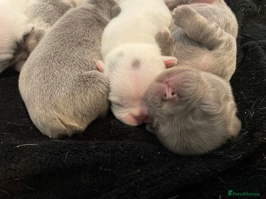 French Bulldog dogs for sale: Husky Fluffy Frenchies 🐶  - Advert 7
