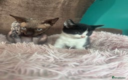 Mixed Breed cats for sale: Gorgeous long hair kitten 🧡🖤 - Advert 14