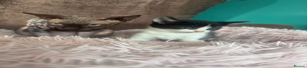 Mixed Breed Kitten 3