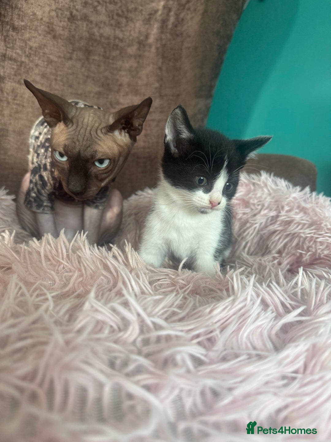 Mixed Breed cats for sale: Gorgeous long hair kitten 🧡🖤 - Advert 14