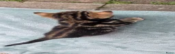 Bengal cats for sale: Beautiful Purebred Bengal Kittens - Advert 33