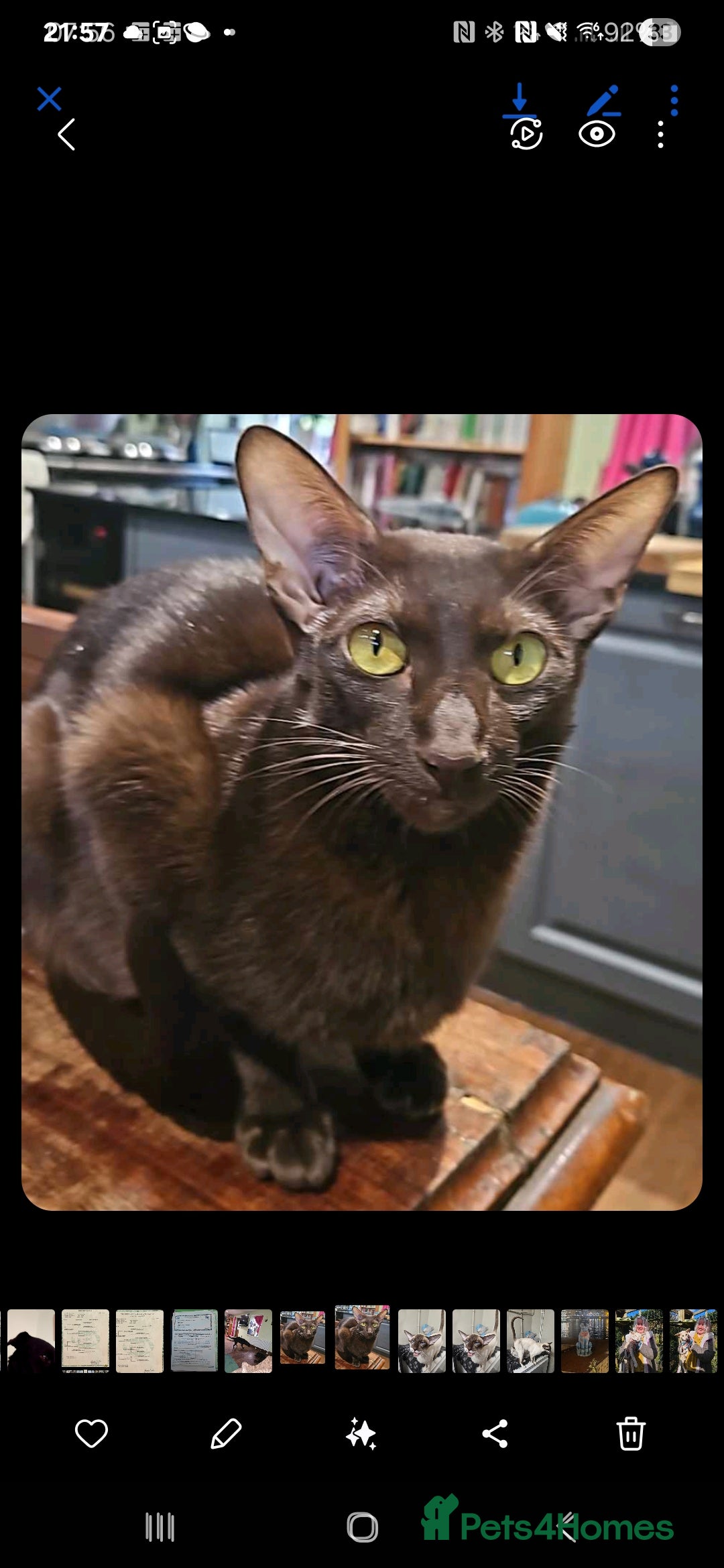 Oriental cats for sale: Oriental Peterbald Kittens - Image 8