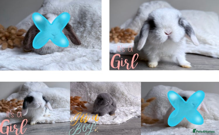 Mini Lop rabbits - Advert 15