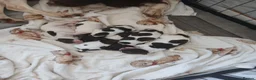 English Springer Spaniel dogs for sale: Springer spaniel - Advert 14
