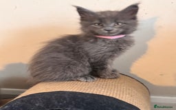 Maine Coon cats for sale: FINAL 3 REMAINING :TICA registered Mainecoons  - Image 5
