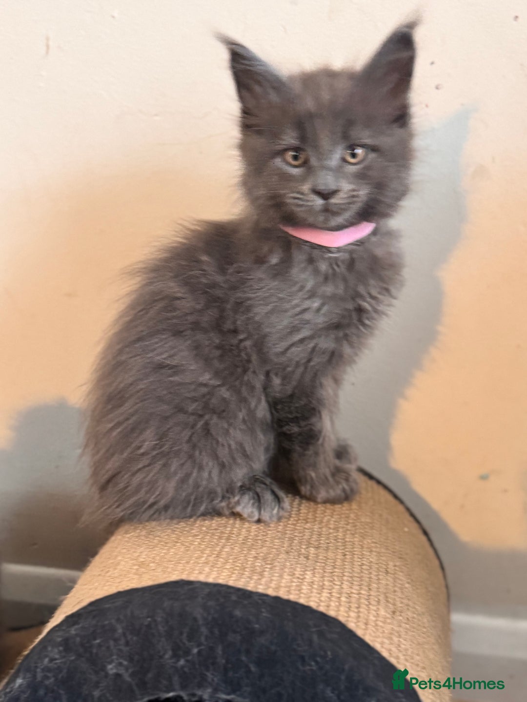Maine Coon cats for sale: FINAL 3 REMAINING :TICA registered Mainecoons  - Image 5