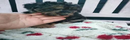 Jackapoo dogs for sale: F1b jackapoo puppies - Advert 18
