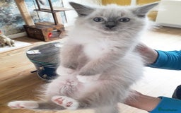 Ragdoll cats for sale: Maincoon ×Ragdoll (Ragcoon) kittens  - Image 12