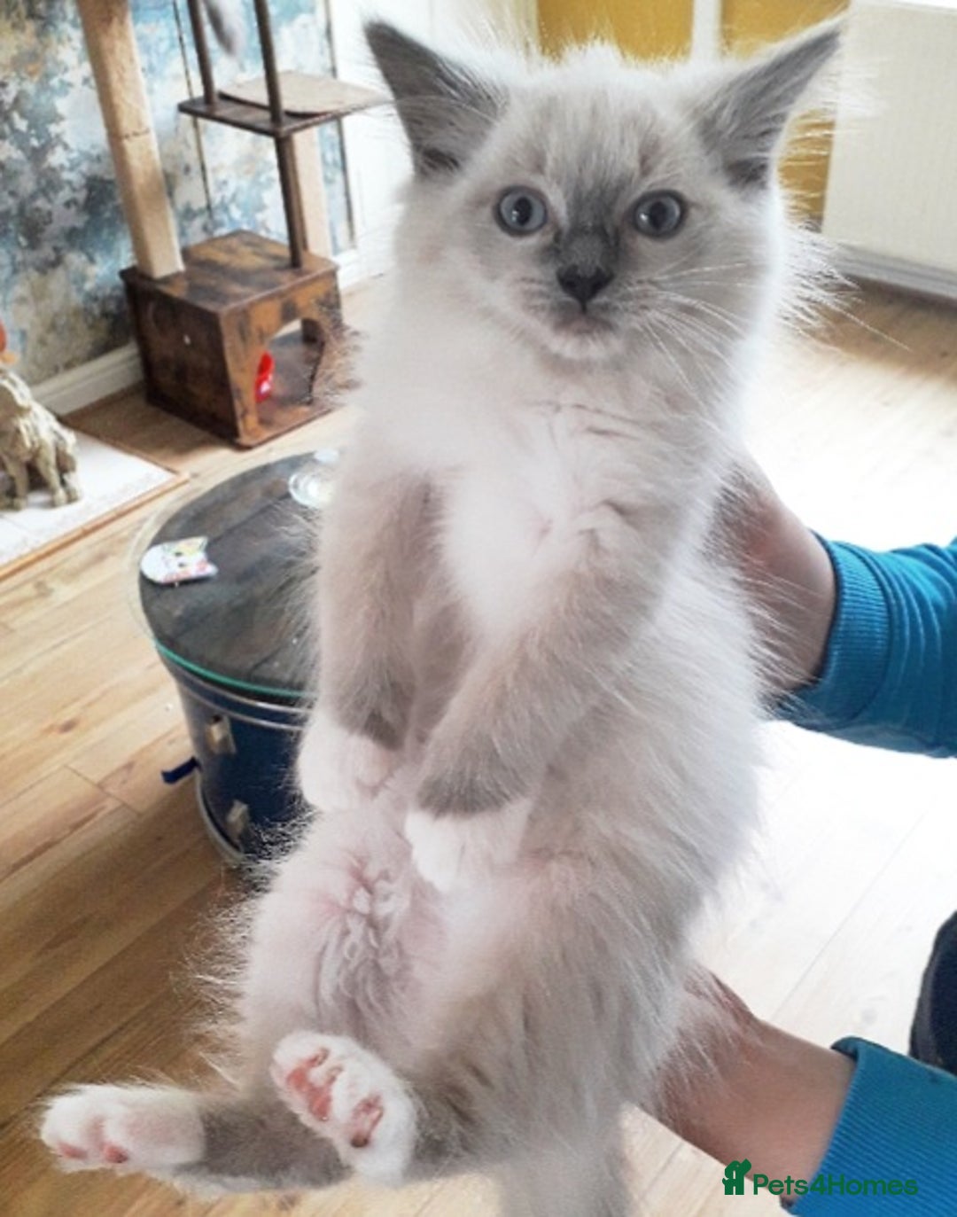 Ragdoll cats for sale: Maincoon ×Ragdoll (Ragcoon) kittens  - Image 12