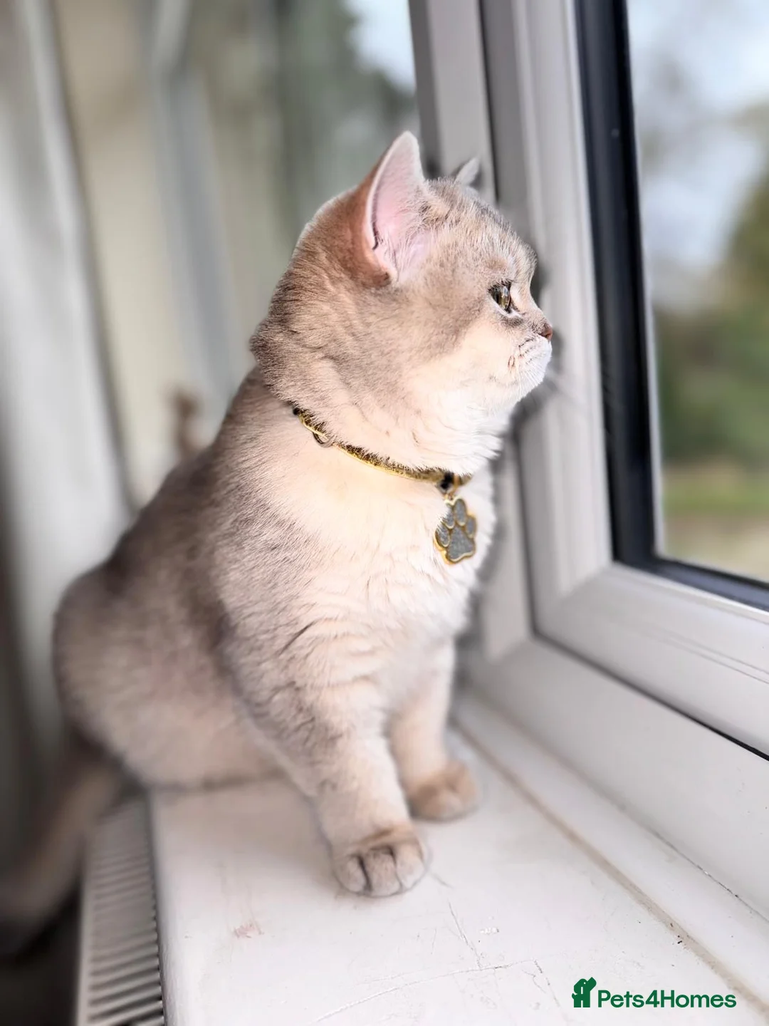 British Shorthair cats for sale: British shorthair  - Advert 2