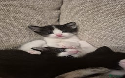 British Shorthair cats for sale: 5 beautiful kittens ready for a new home  - Image 7