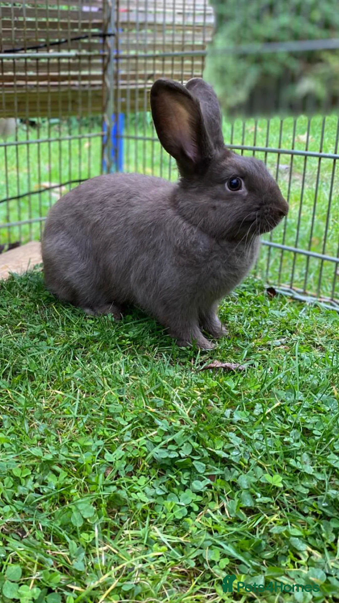 Mixed Breed rabbits for sale: Rabbit for sale - Advert 2