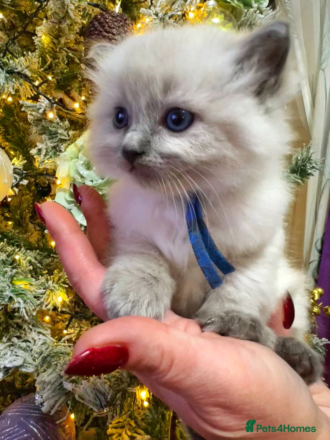 Ragdoll cats for sale: Ragdoll kittens blue point and seal point  - Advert 16