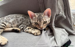 Bengal cats for sale: Silver Bengal looking for loving home  - Image 7