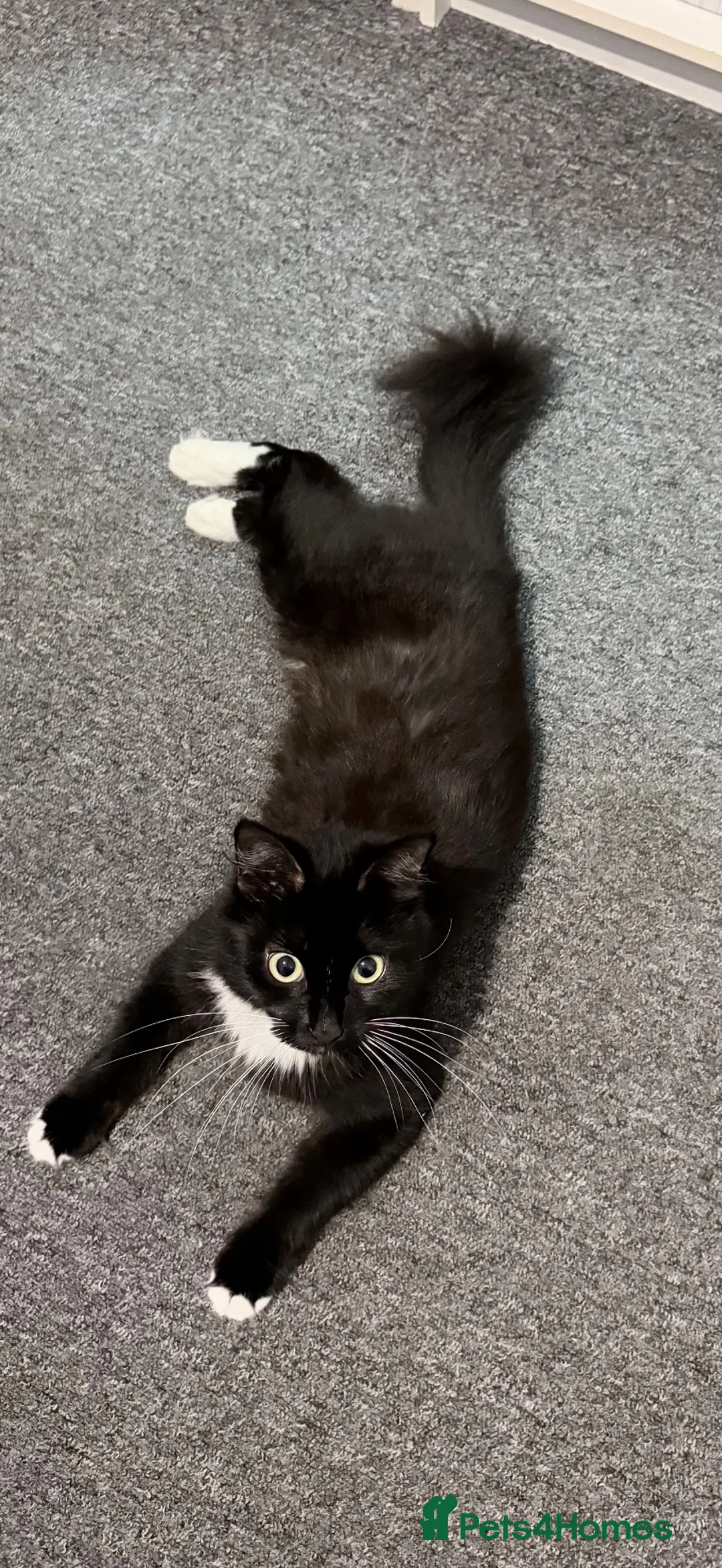 Mixed Breed cats for stud: 🐱 Male cat wanted for mating – Bournemouth - Advert 3