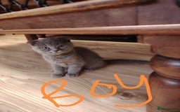 Scottish Fold cats for sale: Scottish and British mix - Image 5