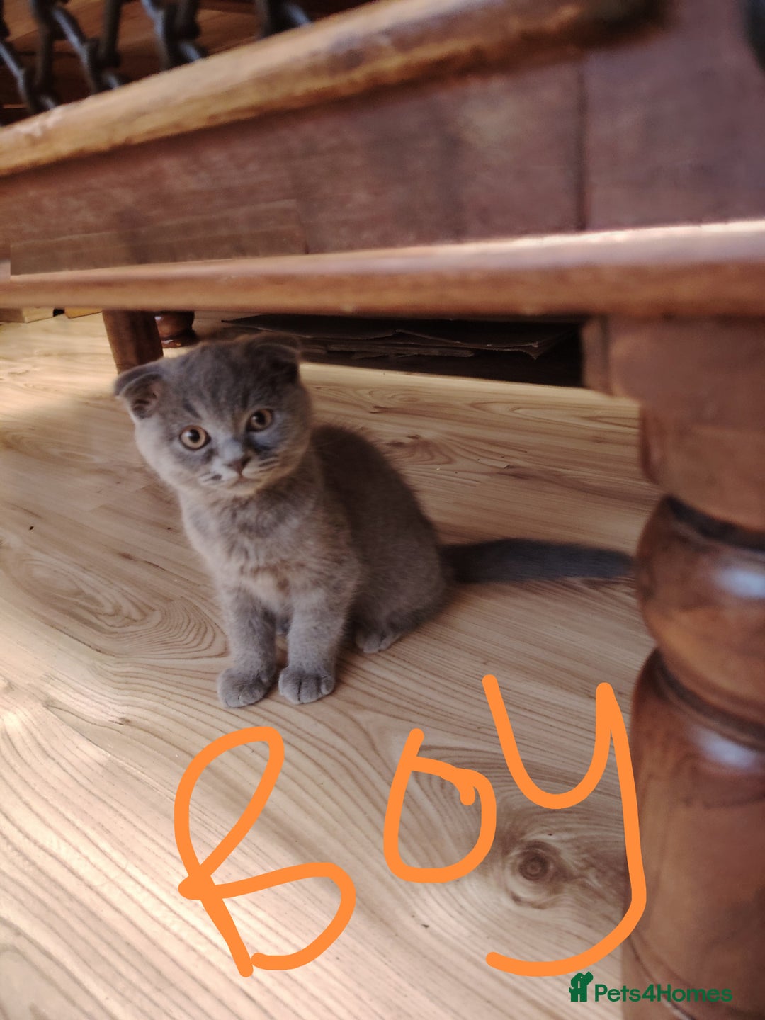 Scottish Fold cats for sale: Scottish and British mix - Image 5