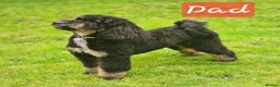 Cockapoo dogs for sale: Health Tested F1b Cockapoo Puppies - Advert 24
