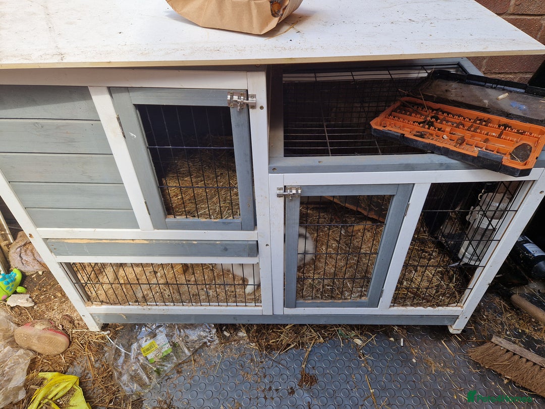 Lionhead rabbits for sale: 2x Baby Lionhead Females With Large Cage - Image 6