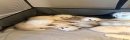 British Longhair cats for sale:  STUNNING RARE SILVER-GOLDEN BLH KITTENS AVAILABLE - Advert 2