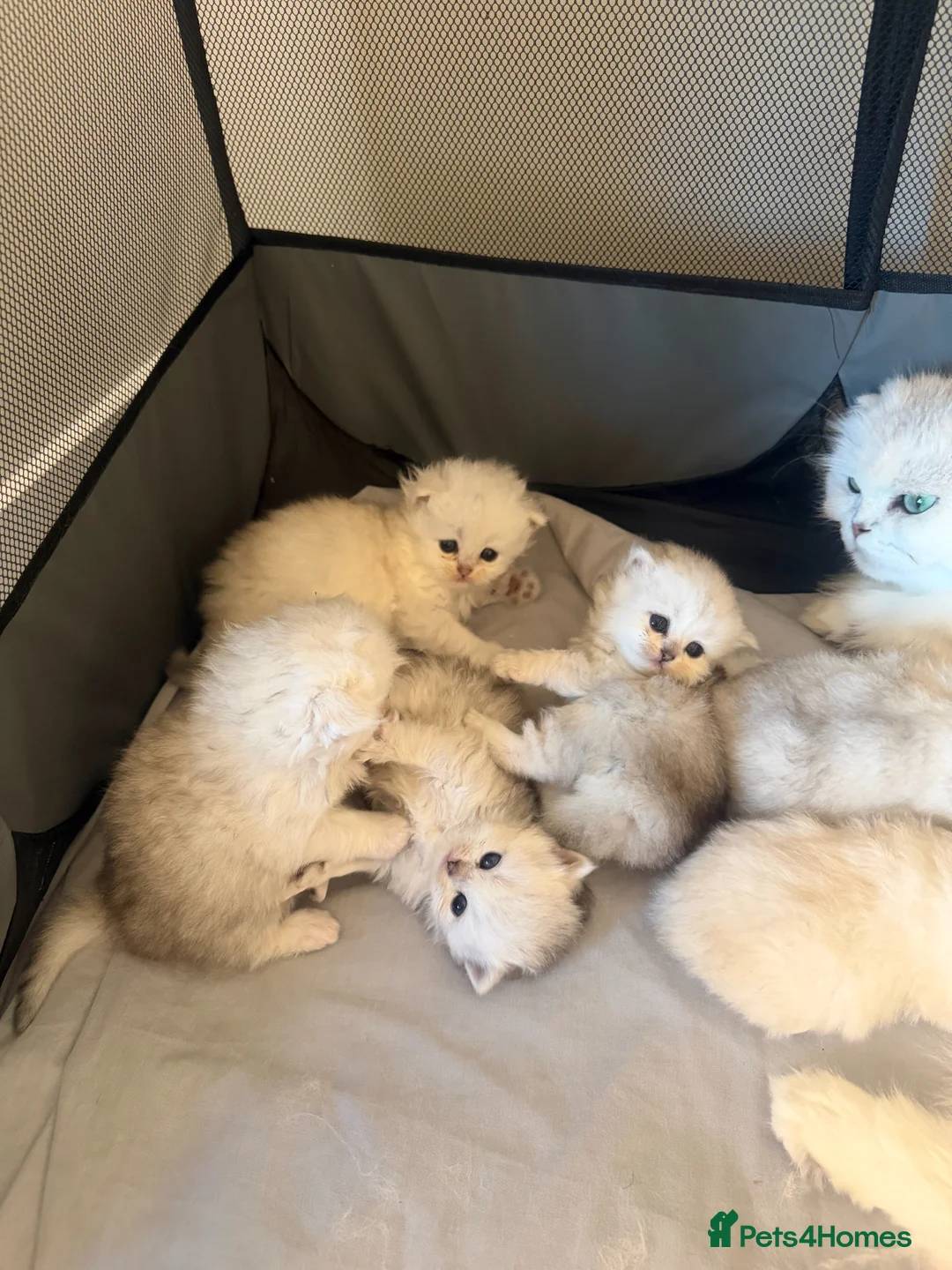 British Longhair cats for sale:  STUNNING RARE SILVER-GOLDEN BLH KITTENS AVAILABLE - Advert 2