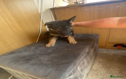 German Shepherd dogs for sale: German shepherd  - Image 13