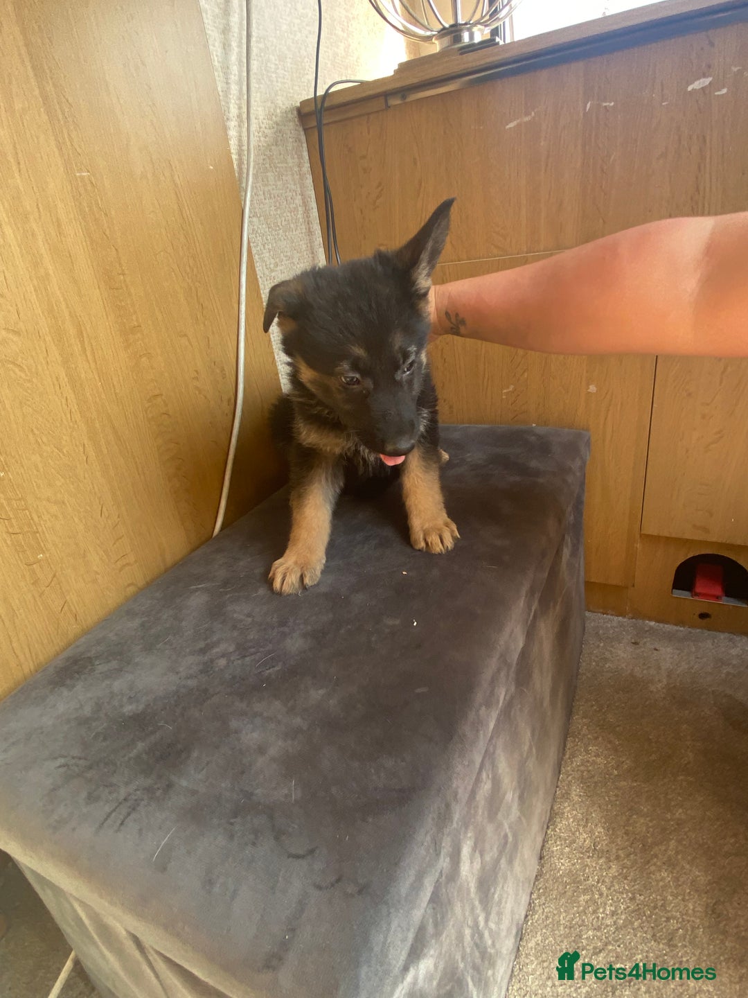 German Shepherd dogs for sale: German shepherd  - Image 13