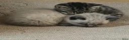 Mixed Breed cats for sale: Title: Beautiful Blue Eyed Siamese Type Kittens - Advert 20