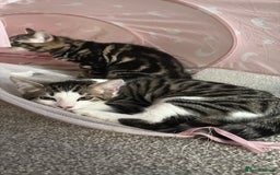 British Shorthair cats for sale: Beautiful tabby male kitten!!🩵 - Image 3