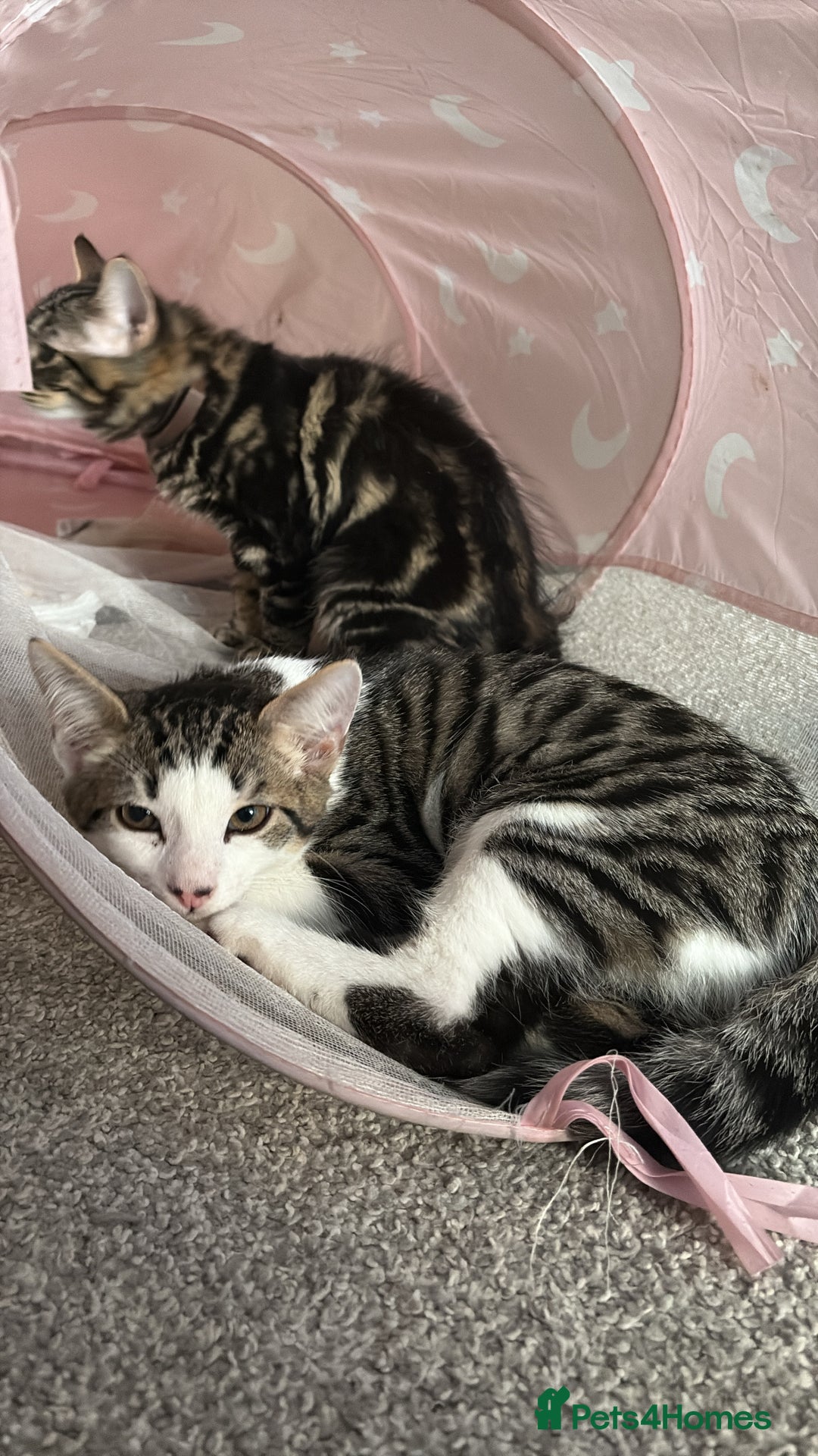 British Shorthair cats for sale: Beautiful tabby male kitten!!🩵 - Image 3