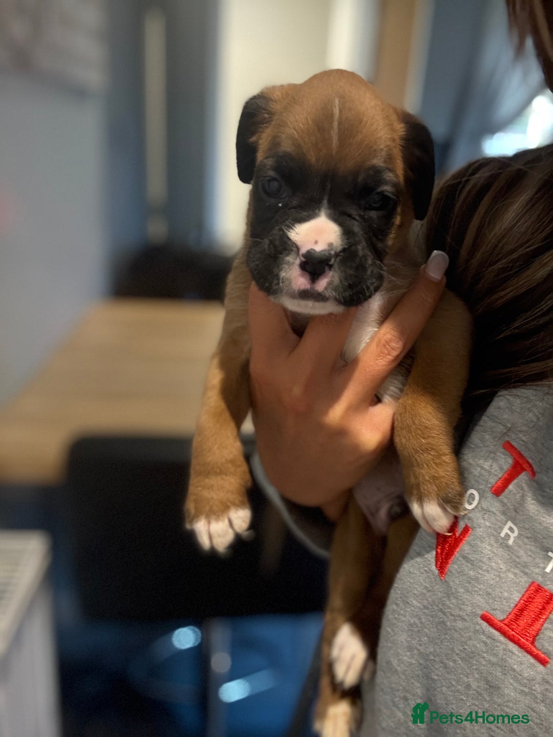 Boxer dogs for sale: Gorgeous Kc Boxer Puppies - Image 9