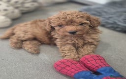 Miniature Poodle dogs for sale: KC Fox Red Miniature Poodle Boys - Image 1