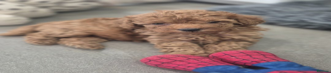 Miniature Poodle Puppy 1